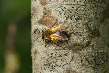 Closeup of a female solitary mellow miner bee, Andrena mitis, loaded with yellow pollen