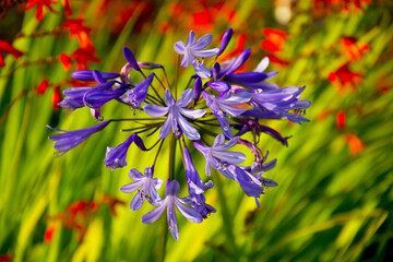 Closeup shot of a purple African lilly in the garden inside the Adamson Beach House in Malibu, CA