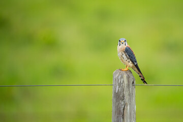 Sparrow kestrel perched on a wooden fence - obrazy, fototapety, plakaty