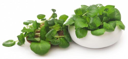 Fresh organic watercress