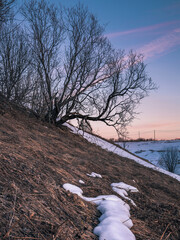A branched tree on the slope of a ravine with the remains of snow and dry grass against the background of the evening sky.