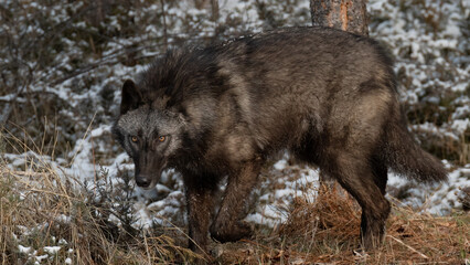 Closeup shot of a Canis lupus pambasileus in a snowy forest on a cold winter day
