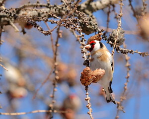 Spring picture with a bright goldfinch bird on a tree branch with cones. Close-up, birdwatching