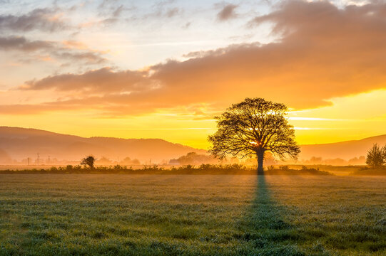 Landscape view of a Dunster Marsh at sunset with tree silhouette
