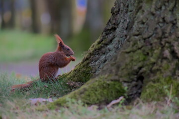 wiewiórka ruda jedząca orzech obok drzewa na tle przyrody