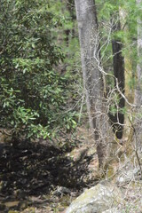 Spring Day in Tennessee, Turkeys, Kids, Water Falls, White water, Waterfalls, Sunny day, Natural Beauty, Fun Sights, Hiking, 