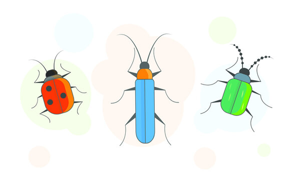 Beetle Bug Vector