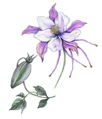 Beautiful tropical floral set (blue and purple aquilegia). Colorful columbine flower and exotic leaves isolated on white background. Watercolor painting.Greeting cards design - 501387310