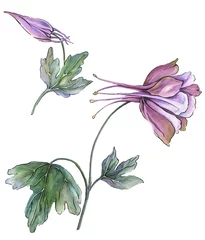 Fototapete Aquarell Natur Set Beautiful tropical floral set (blue and purple aquilegia). Colorful columbine flower and exotic leaves isolated on white background. Watercolor painting.Greeting cards design