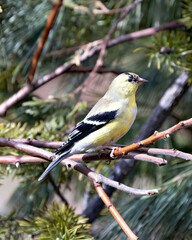 American Goldfinch Photo and Image. Finch close-up profile view, perched on a branch with a blur background in its environment and habitat surrounding displaying yellow colour.