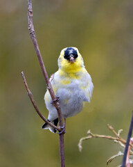 American Goldfinch Photo and Image. Finch close-up front profile view, perched on a branch and looking at camera with a blur background in its environment and habitat surrounding.