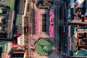 Sakura garden in city
