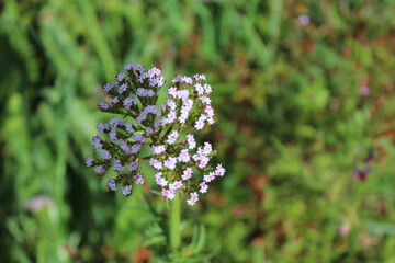 Closeup shot of valerian on the blurry background