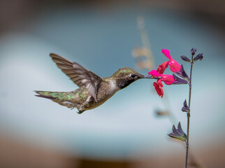 Selective focus shot of a hummingbird collecting nectar from a flower © Rusty Nails/Wirestock Creators