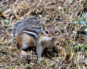 Naklejka na ściany i meble Chipmunk Photo and Image. In the field displaying brown fur, body, head, eye, nose, ears, paws, in its environment and habitat surrounding.