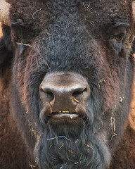 Vertical shot of an American bison head with pieces of dry grass