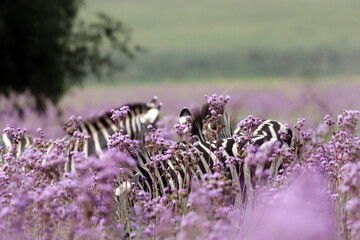 Selective focus shot of zebras hidden in a Verbena Bonariensis purple flower field