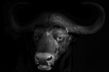 Grayscale portrait of an African buffalo or cape buffalo (Syncerus caffer) on a black background