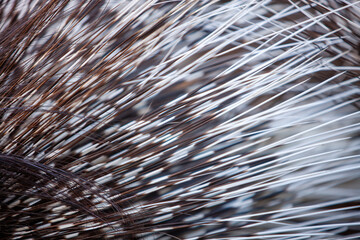 Close up photo of Indian crested Porcupine Hystrix indica quills