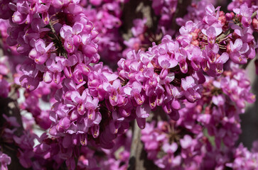 A close-up of pink flowers on Judas tree.