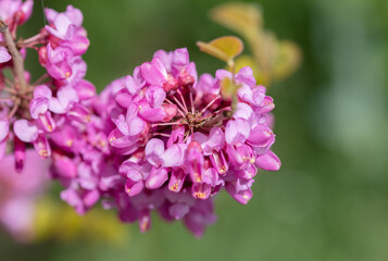 A close-up of pink flowers on Judas tree.
