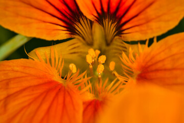 Closeup shot of a garden nasturtium flower's pistil