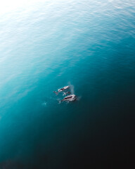 Image of Breathtaking aerial top view of dolphins swimming in the sea printed on Printed Glass Basin Splashbacks