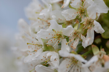 Close-up shot of blooming cherry flowers on the tree branches