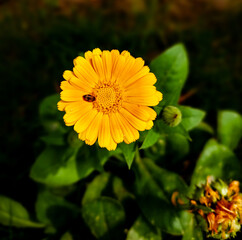 Top view of the yellow barberton daisy growing in the garden