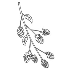 Doodle illustration of raspberries on white background