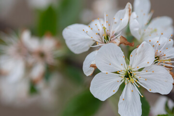 Close-up shot of blooming cherry flowers on the tree branches