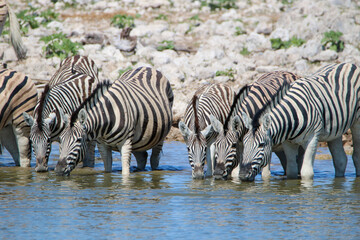 Zebra drinking water at Okaukuejo waterhole, Etosha National Park, Namibia