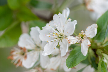 Close-up shot of blooming cherry flowers on the tree branches