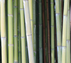green bamboo canes without leaves
