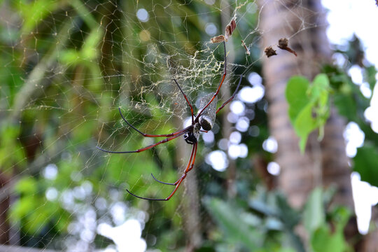 Spider in Thailand, Koh Mak
