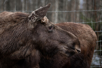 Closeup shot of a brown moose behind a fence