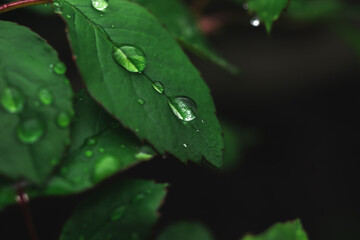 Rain droplets on green lead. Environment, spring and summer, garden. Moody background photo