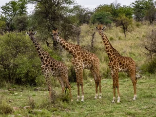Foto op Canvas Group of giraffes in the Serengeti National Park, Tanzania © Sophoto/Wirestock Creators