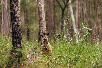 Baby Kangaroo standing in the green forest