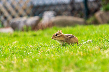 Chipmonk in the backyard