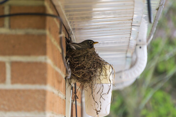 Robin mom bird in her nest under the roof of a house