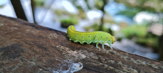 Green caterpillar on a tree at Una National Park