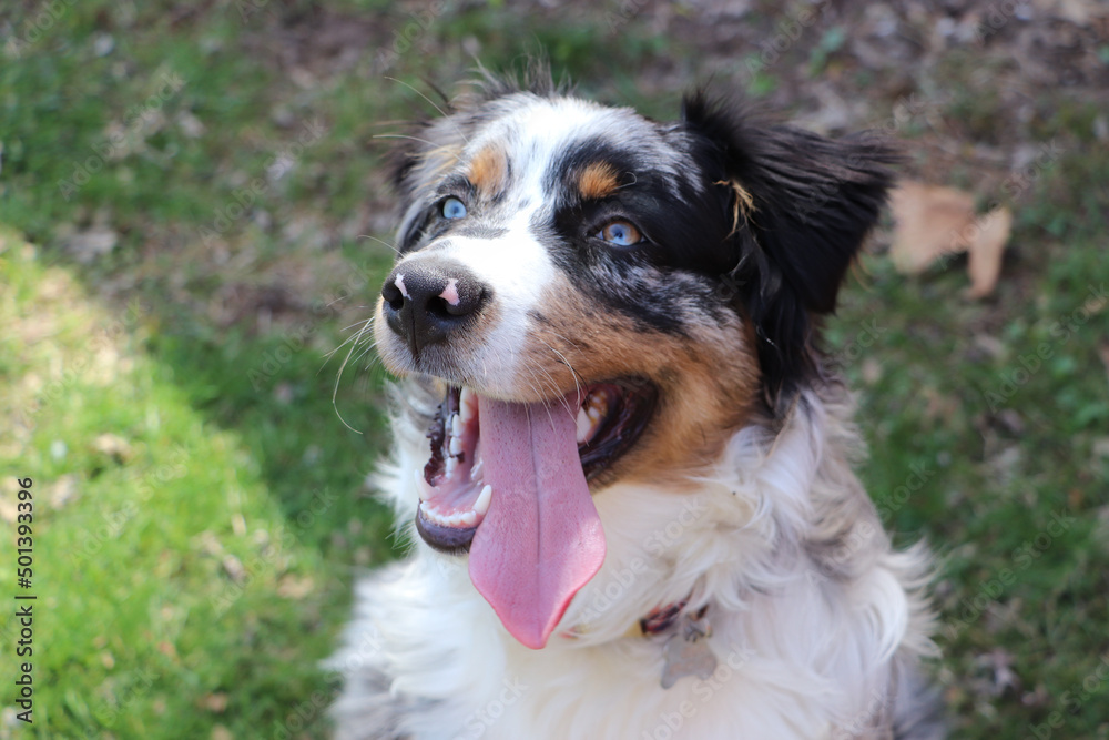 Poster closeup shot of an australian shepherd with tongue out resting in the garden