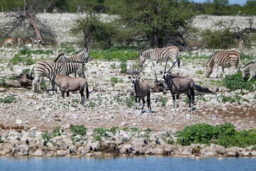 Fototapeta na wymiar Zebra and Gemsbok at the Okaukuejo waterhole, Etosha National Park, Namibia