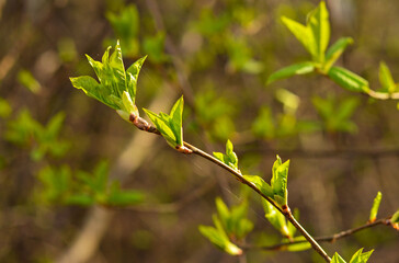 Fototapeta premium Spring forest with tree branches and young leaves on a blurred background on a sunny day