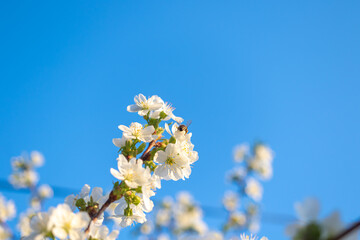 Spring blossoms and bee closeup view, nature and flora background with blue sky