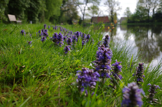 Ajuga reptans  or common bugle  grows at the bank of a small lake. The old water mill and trees can be seen out of focus in the distance (and reflected in the water).
