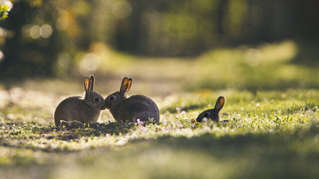 Cute Rabbits Kissing On The Grass In The Park On A Sunny Day