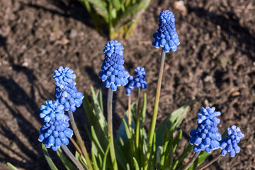 Muscari bloom on the lawn in the garden. Muscari (lat. Muscari) is a genus of bulbous plants in the...