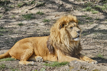 Beautiful shot of an Asiatic lion